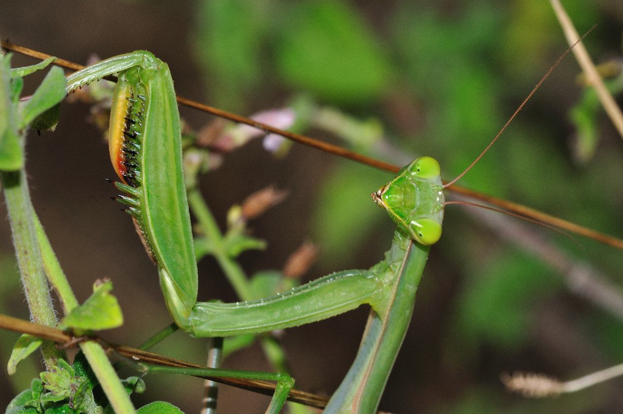 Mantis religiosa